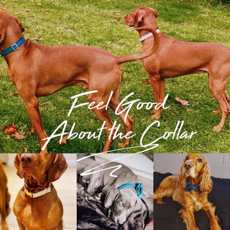 Multiple Colour Velvet Personalise Dog Collar Leash Set With Bow - Image 2
